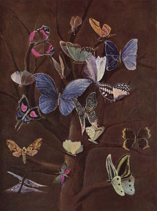 A variety of butterflies on a dark background.